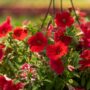 Combo – Bloomin Glory – 12″ Fiber Hanging Basket